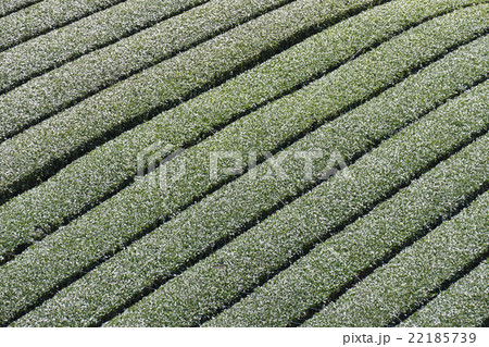 茶畑 奈良市田原地区 茶畑 奈良市田原地区 22185739