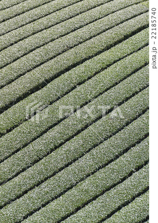 茶畑　奈良市田原地区 22185740