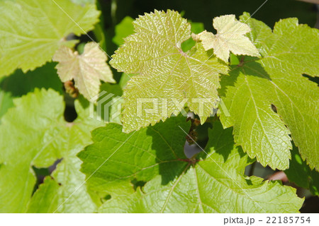 ブドウ 22185754