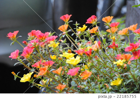 ポーチュラカ 22185755