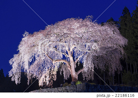 桜 22186116
