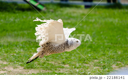 シロフクロウ シロフクロウ 22186141