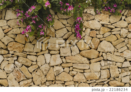 Stone wall whith blooms purple bauhinia 22186234