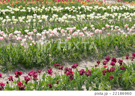 チューリップ 22186960