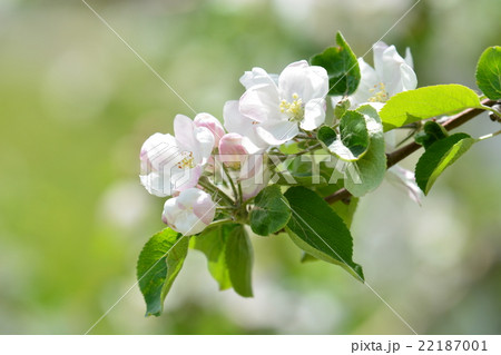りんご　りんごの花　農作業　マメコバチ　農業　青森　産業 22187001