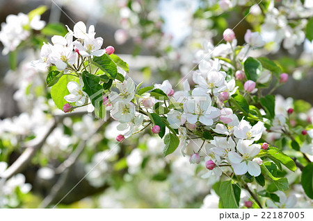 りんご りんごの花 農作業 マメコバチ 農業 青森 産業 りんご りんごの花 農作業 マメコバチ 農業 青森 産業 22187005