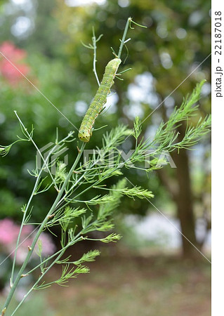 家庭菜園のアスパラガスの擬葉についたイモムシの写真素材