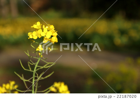ナノハナも花びら落ちたらナンノハナ? ナノハナも花びら落ちたらナンノハナ? 22187020
