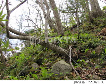 行者ニンニク 行者ニンニク 22187051