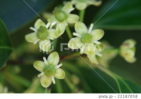 自然 植物 モチノキ 雌雄異株の常緑樹 四月頃花が咲きます こちらは雌花ですの写真素材