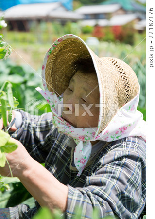 妻の実家で農業している義母を撮影 22187176