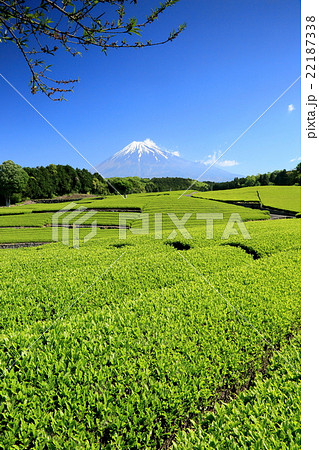 茶畑のうねりの向こうに富士山 22187338