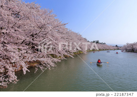 弘前公園の桜 弘前公園の桜 22187347