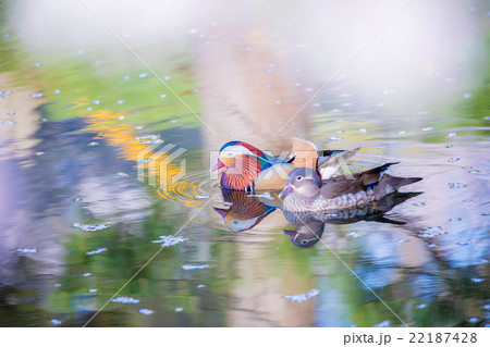弘前公園の桜 弘前公園の桜 22187428