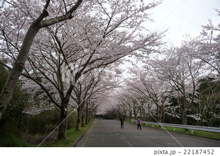 愛鷹運動公園の桜 愛鷹運動公園の桜 22187452