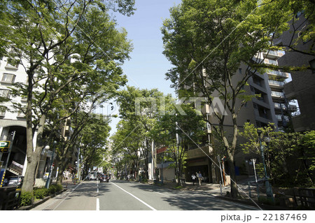 赤坂けやき通り 赤坂けやき通り 22187469