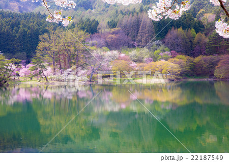 半田山自然公園の桜 22187549
