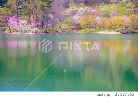 半田山自然公園の桜 半田山自然公園の桜 22187552