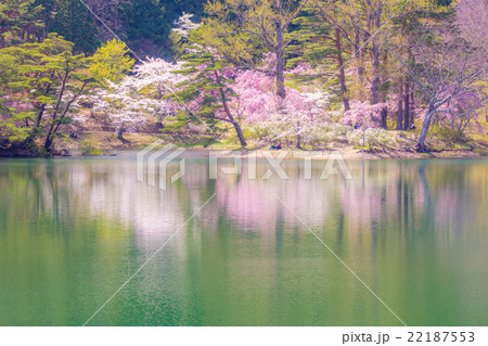 半田山自然公園の桜 半田山自然公園の桜 22187553