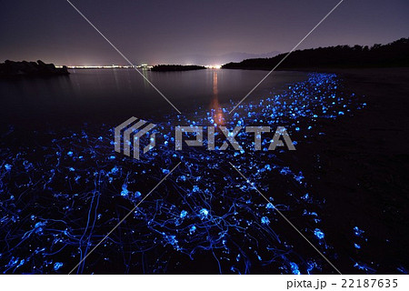 ホタルイカの身投げ 22187635