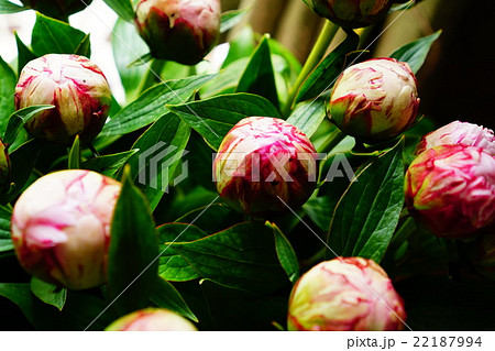 シャクヤクつぼみ シャクヤクつぼみ 22187994