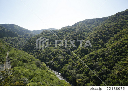 綾ユネスコエコパークの照葉樹林 綾ユネスコエコパークの照葉樹林 22188076