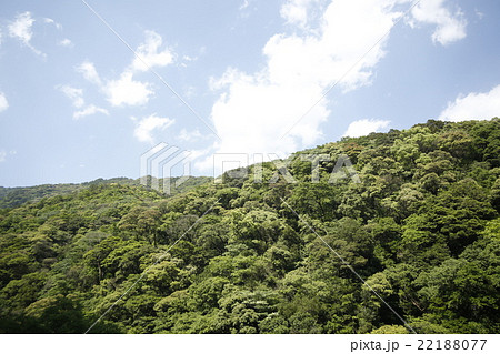 綾ユネスコエコパークの照葉樹林 22188077