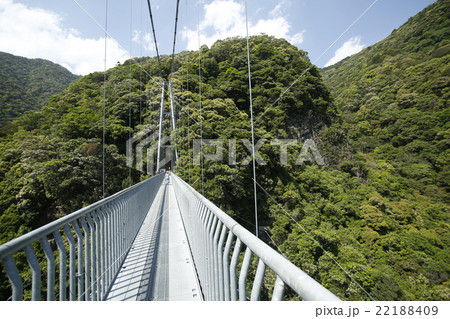 初夏の綾の照葉大吊り橋 初夏の綾の照葉大吊り橋 22188409