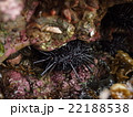 ムラサキウニ 22188538