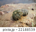 ウニ 22188539