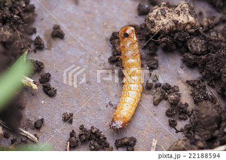 コメツキムシ Click Beetle 幼虫 米搗虫 昆虫 畑の写真素材