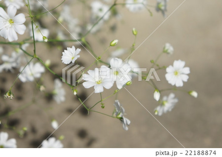 カスミソウ 22188874