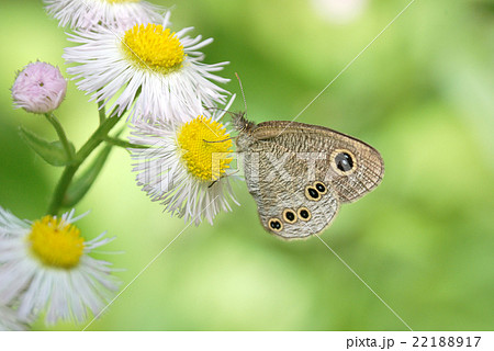 ヒメウラナミジャノメ ヒメウラナミジャノメ 22188917