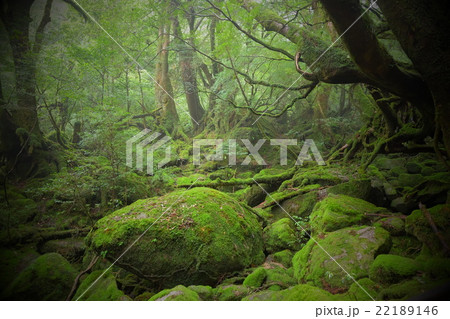 屋久島の森 屋久島の森 22189146