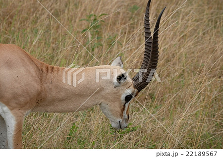 ジラフマナー 22189567