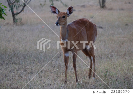 ジラフマナー ジラフマナー 22189570