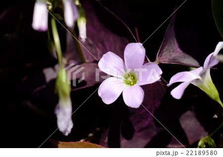オキザリス ・トライアングラリスの花 オキザリス ・トライアングラリスの花 22189580