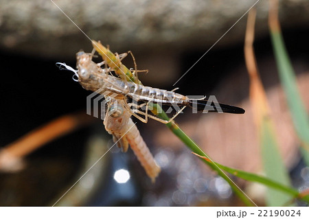 オツネントンボ（メス・羽化直後） 22190024