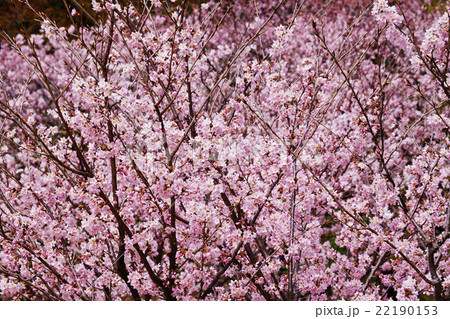 桜 22190153