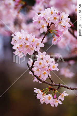 桜 桜 22190156