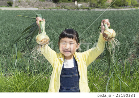 玉葱を収穫する子供 玉葱を収穫する子供 22190331