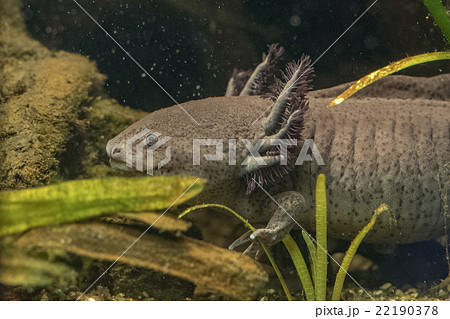 axolotl mexican salamander portrait underwater 22190378
