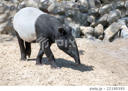 malayan tapir portrait coming to you 22190393