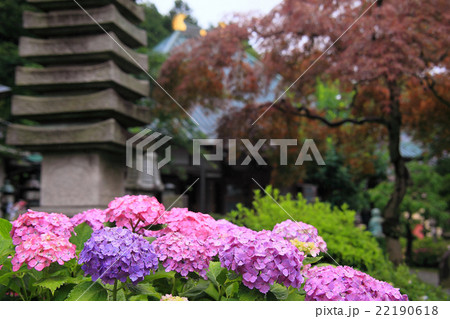 紫陽花が咲く境内 22190618