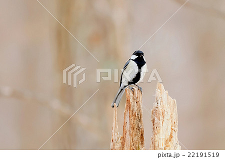 シジュウカラ great tit (Parus major) 22191519