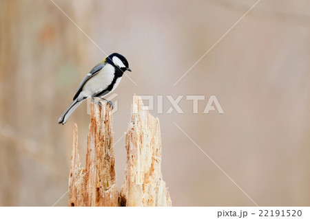 シジュウカラ great tit (Parus major) 22191520