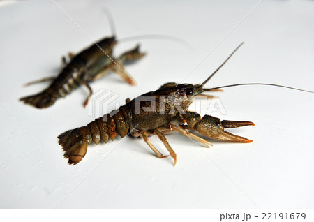 two Crayfish isolated on a white background.  22191679