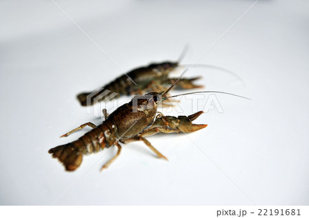 two Crayfish isolated on a white background.  22191681