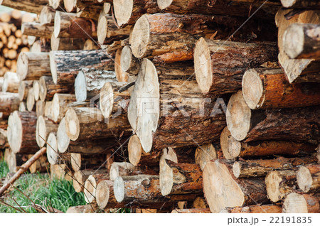 pine logs stacked in a pile 22191835