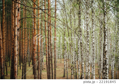 large mixed forest of pine and birch 22191845